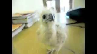 Baby Eagle
