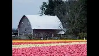 Beautiful Colored Tulip fields