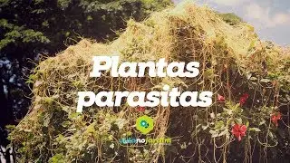 Plantas parasitas