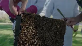 Honey bee festival goes virtual