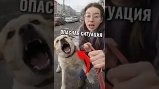 Убереги собаку от неприятностей #животные #собака