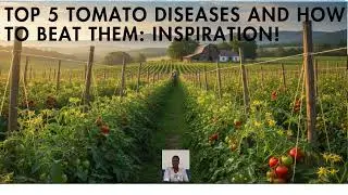 TOP 5 TOMATO DISEASES & HOW TO BEAT THEM: INSPIRATION: TUTORIAL: By Florence Alimo: Living Hope Mix