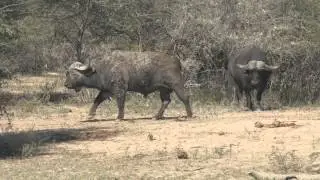Buffalo fight Kruger