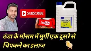 Anabolit-p|| ठंडा के मौसम में मुर्गी एक दूसरे से चिपकने का इलाज