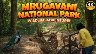 Mrugavani National Park Hyderabad | Best Places to visit in Hyderabad #wildlifesafari #deerpark #4K