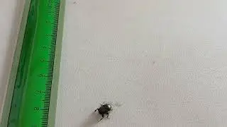 Small Black Beetle Next to a Ruler for Scale