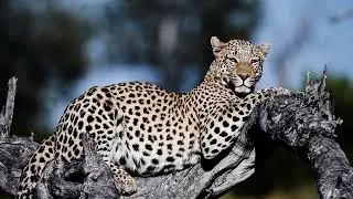 The Red Carnation Hotel 🌹- Xigera Safari Lodge - Botswana #kingdomtravelagency #feellikeroyalty