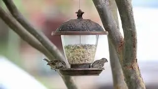 Bird Videos for Cats &ndash; 1 Hour of Fun for Indoor Cats