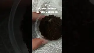 паук брахипельма ваганс 2 линька