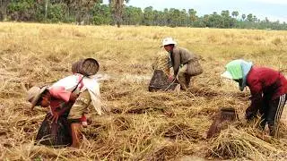 Cambodia's dry season, which runs from approximately November to May, villagers rely on fishing