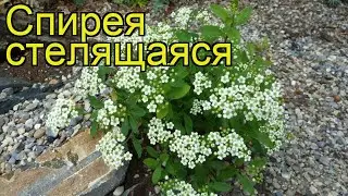 Спирея стелящаяся. Краткий обзор, описание характеристик, где купить саженцы spiraea decumbens