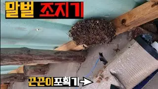 끈끈이 포획기를 말벌집 앞에 가져다대면 어찌될까?