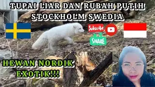 TUPAI LIAR DAN RUBAH PUTIH DI STOCKHOLM SWEDIA || HEWAN YANG EXOTIK NAN CANTIK