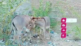 Donkey mating 