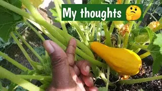 Growing squash in containers