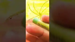 coconut tree sketch #music