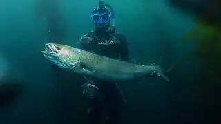 Spearfishing Southern California 2019 - Kelp Chronicles - Part 4: White Sea Bass Odyssey