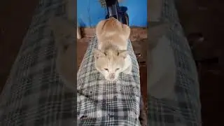 viral si cing ku, ingin nguasai motor#viral#motor#miliki