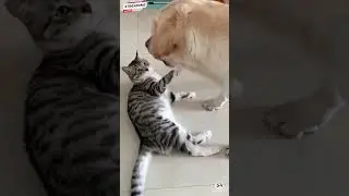 #PetComedyGold | Cat's Pranks and Dog's Reactions #playfulpets #ytshorts 🐱🐶 dank memes