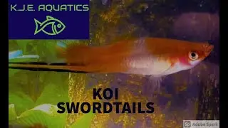 KOI SWORDTAILS @ KJEAQUATICS