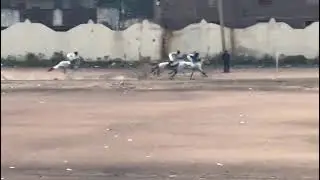 09/11/2025 COURSE HIPPIQUE ORDINAIRE SAISON 2025-2026 3&egrave;me JOURNEE Course de Cracks 1er🥇 Ferari🐴