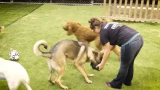 Pittsburgh Pet Concierge: Pittsburgh's Premiere Pet Resort