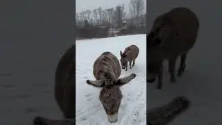 Donkeys In The Snow