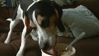 Beagle stealing food