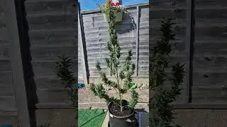 Ak-47 (30 grams of dry) Auto outdoor flowering