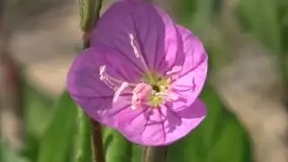 30秒の心象風景5166･競い合うように咲く～アカバナユウゲショウ～