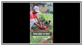 How to Grow Avocado Tree from Seed: The Secret to Fast Harvest!