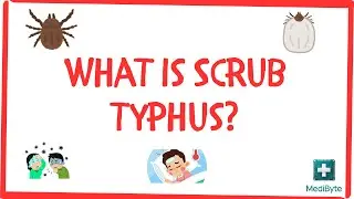 🌾 What is Scrub Typhus?