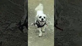Dog Reception 🐕 [LHASA]
