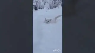 white cat is  walking in the snow/кот гуляет по снегу