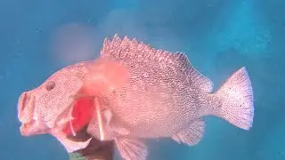 My best day spearfishing EVER!