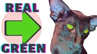 Amazing green eyed oriental cat 😍😺| OTO CATS 😻 #shorts  #video  #cat  #funny #otocats