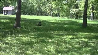 Belgian Malinois- Obedience