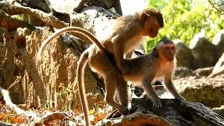 Wow ! Mating of baby monkey amber group , Very best style .