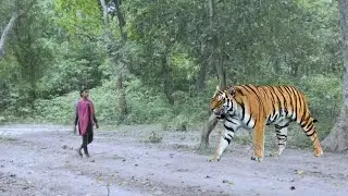 Tiger Attack On Village Girl in the forest l tiger Attack man in forest ya🌳Bnga🙏tiger Attack..🦁🌿,d🤩