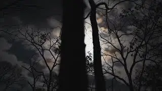 Moon Through the Trees: Dark Night Scene | A Mood Of Mystery And Suspense | Time Lapse Video