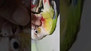 Birdie Loves Hanging Upside Down 💖🐦🙃