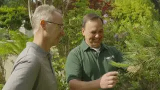 Tree Injections for Treatment and Protection