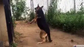 My German sheaperd in slow motion catching a ball #bestdogever
