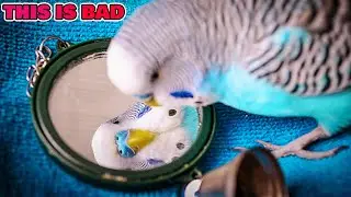 Toys for Happy Budgies and How to Extend Their Life