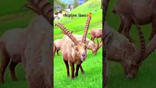 Alpine ibex #alpine #goat #nature #shorts #viralshorts #mountains #beauty #hunting #fifa