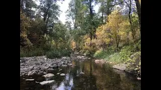 Beauty of fall colors (2020) in Oak Creek Canyon, Sedona, Arizona with Dr. Darryl Macer, AUSN