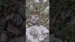 Killdeer Broken Wing Display