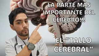 TALLO CEREBRAL: Viaje al centro de tu cerebro. Mesenc&eacute;falo Protuberancia y Bulbo Raqu&iacute;deo TODO CLARO