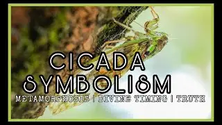ЦИКАДА || #МЕТАМОРФОЗЫ | #цикада #символизм