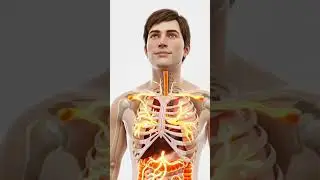 What Happens Inside Your Body When You Eat Papaya? (3D Anatomy Animation)